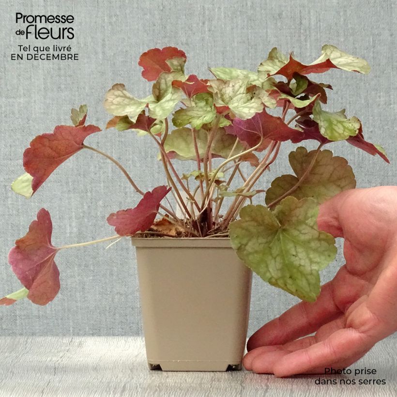 Heuchera Pinot Gris Maceta de 8/9 cm Ejemplar entregado en invierno