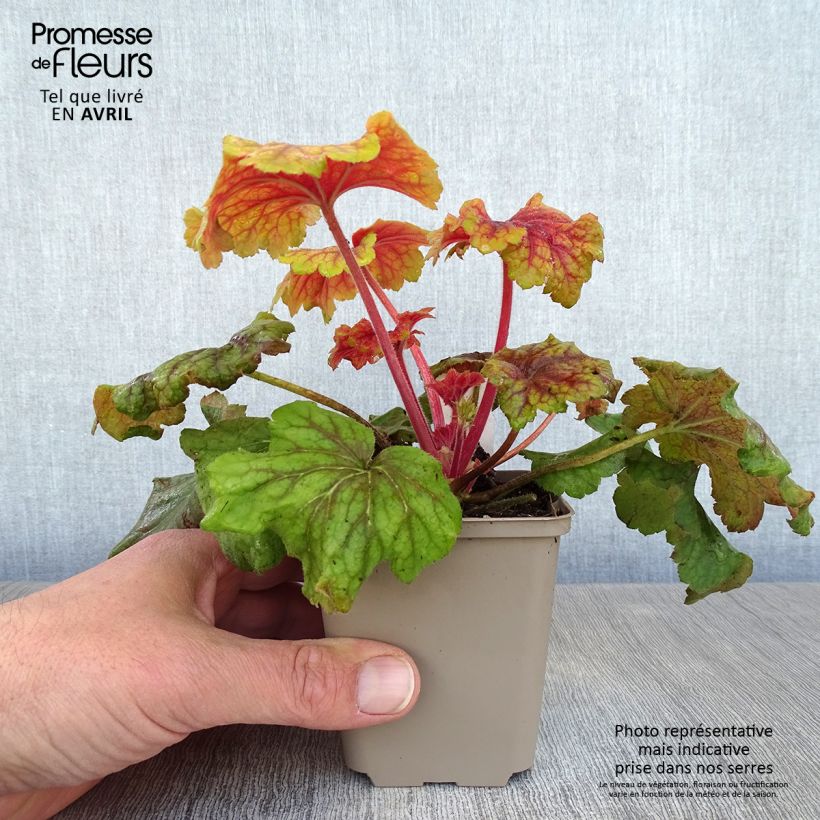 Heuchera Red Lightning Maceta de 8/9 cm Ejemplar entregado en la primavera
