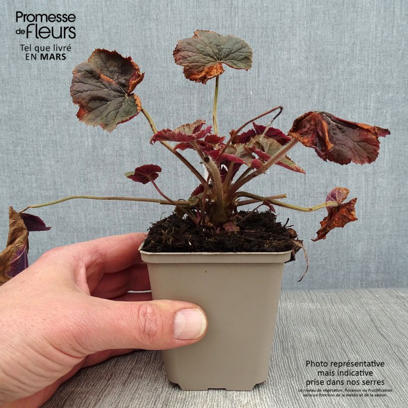 Heuchera XXL Maceta de 8/9 cm Ejemplar entregado en invierno