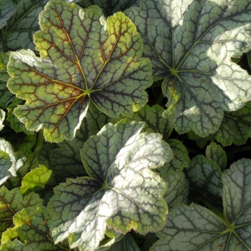 Heuchera Green Spice (Follaje)