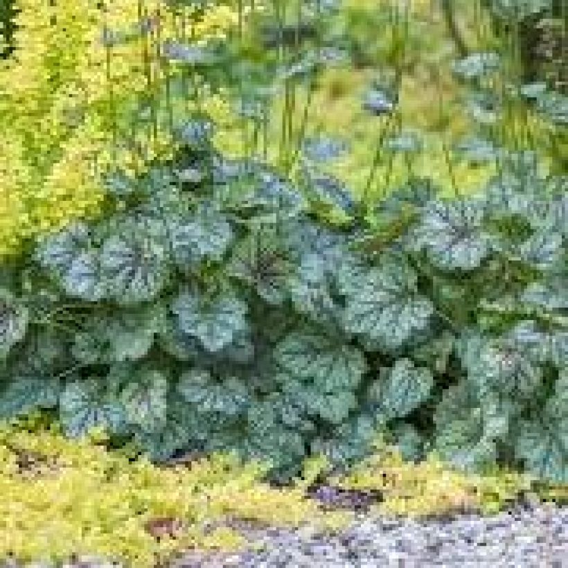 Heuchera Green Spice (Porte)