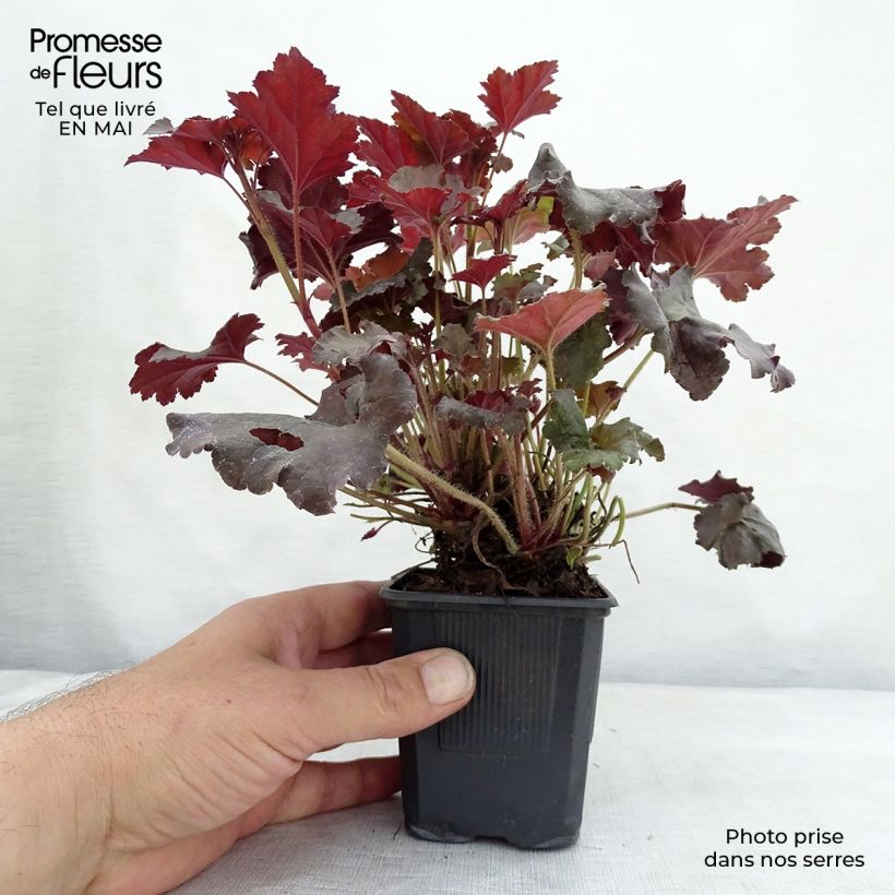 Heuchera micrantha Cappuccino Maceta de 8/9 cm Ejemplar entregado en la primavera