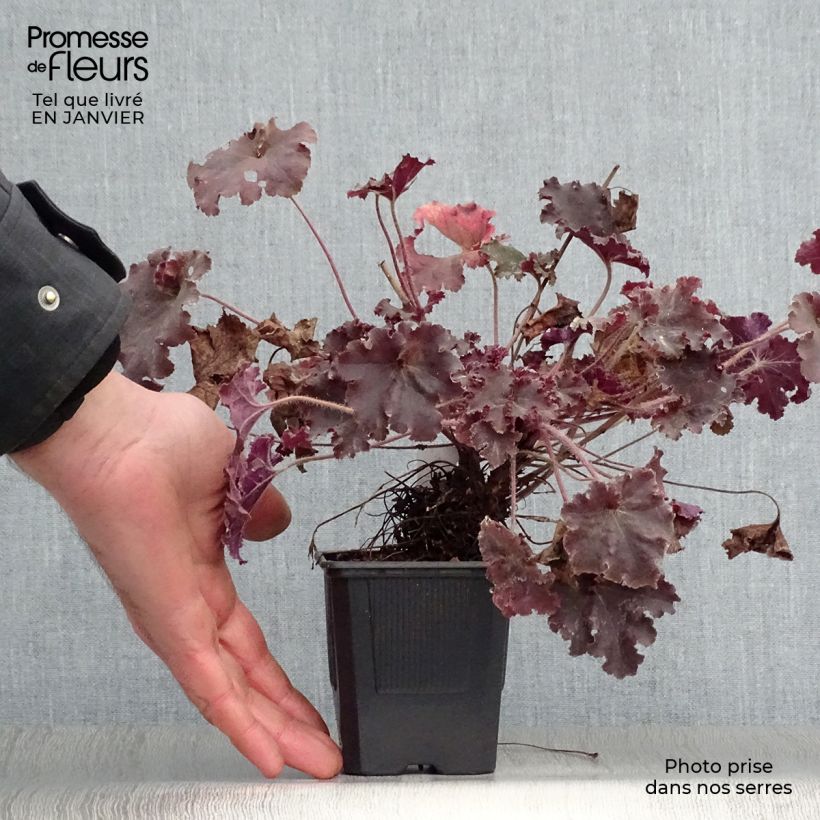 Heuchera micrantha Cappuccino Maceta de 8/9 cm Ejemplar entregado en invierno