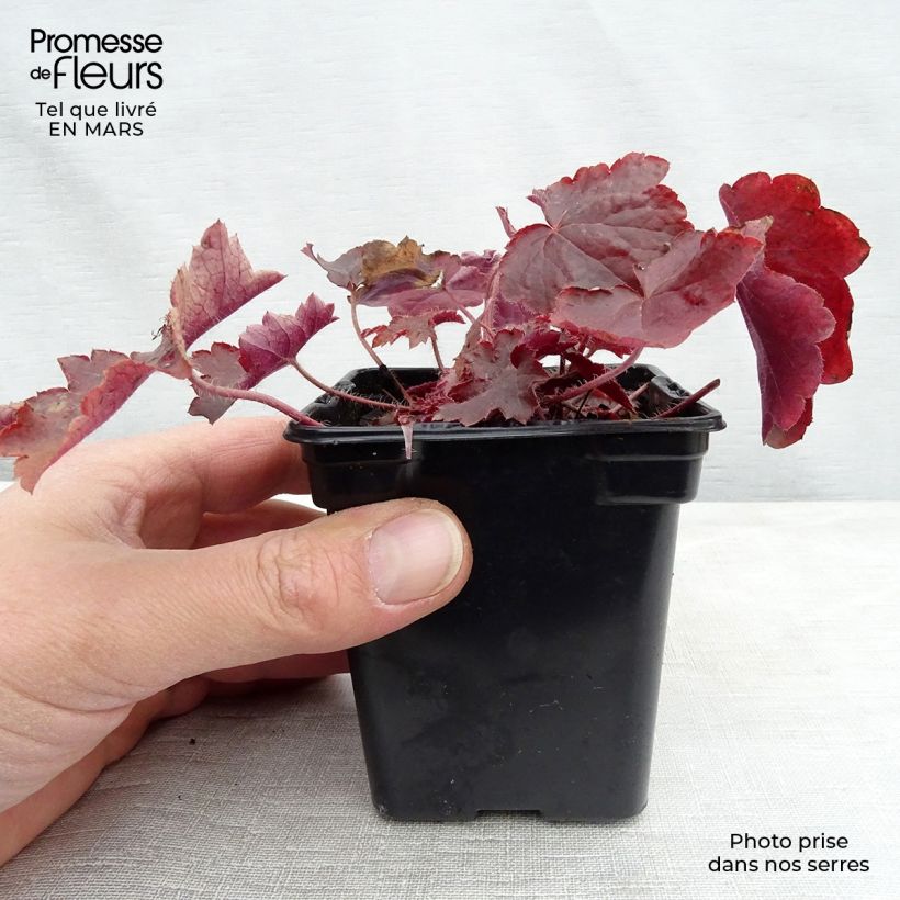 Heuchera micrantha var.diversifolia Palace Purple Maceta de 7/8 cm Ejemplar entregado en invierno