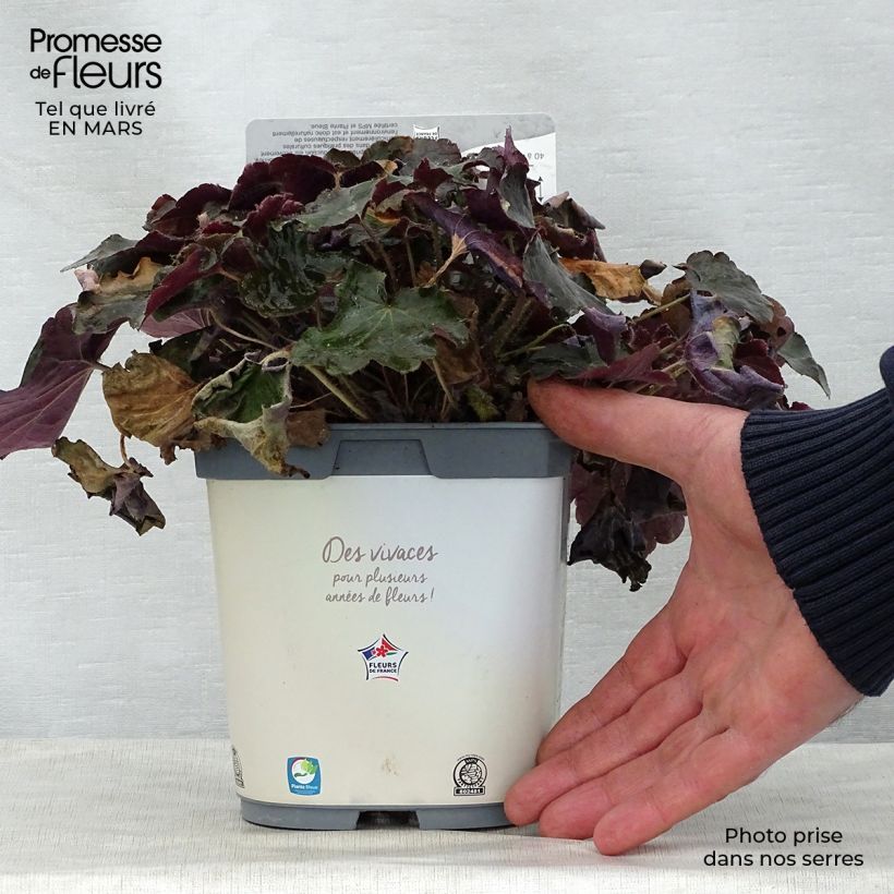 Heuchera micrantha var.diversifolia Palace Purple Maceta 2L/3L Ejemplar entregado en la primavera