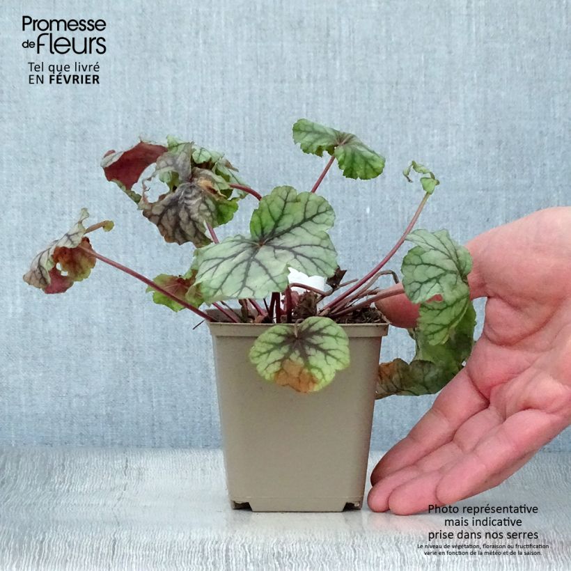 Heuchera Mint Frost Maceta de 8/9 cm Ejemplar entregado en invierno