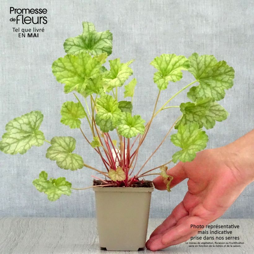 Heuchera Mint Frost Maceta de 8/9 cm Ejemplar entregado en la primavera