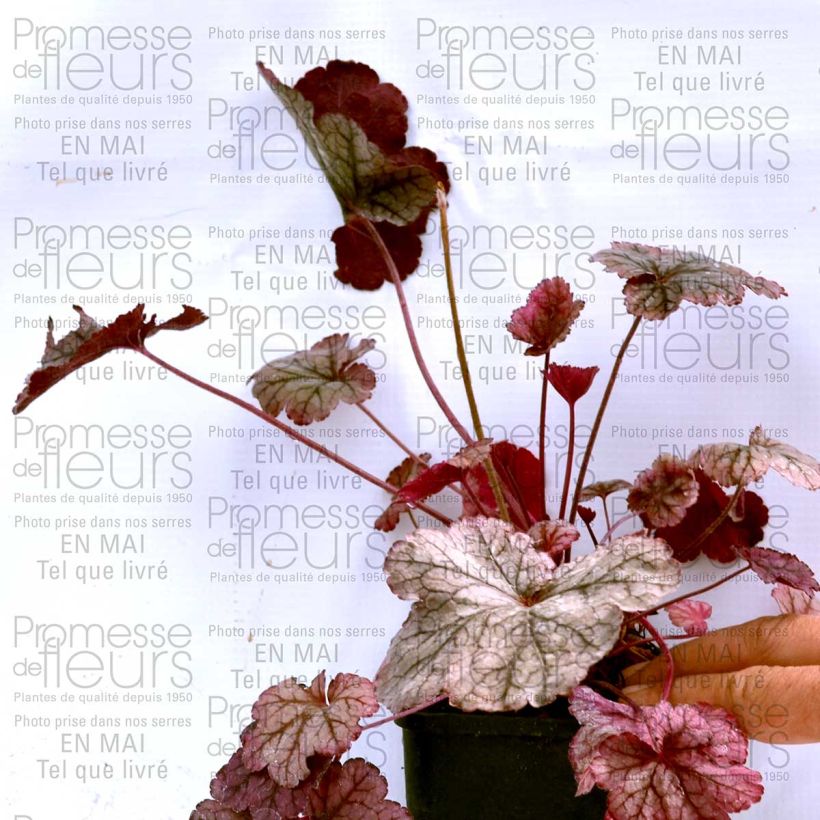 Ejemplo de ejemplar de Heuchera Prince of Silver Maceta de 8/9 cm tal y como se entrega