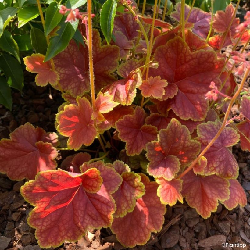Heuchera Eternal Flame - Campana de coral (Follaje)