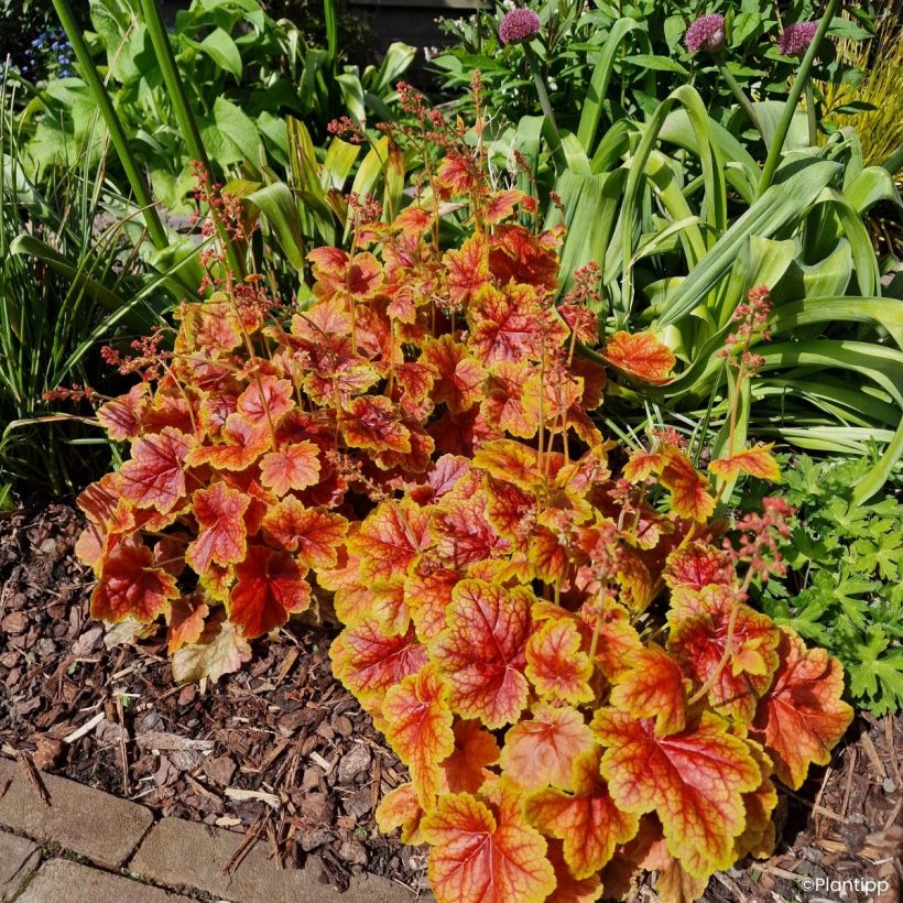 Heuchera Eternal Flame - Campana de coral (Porte)