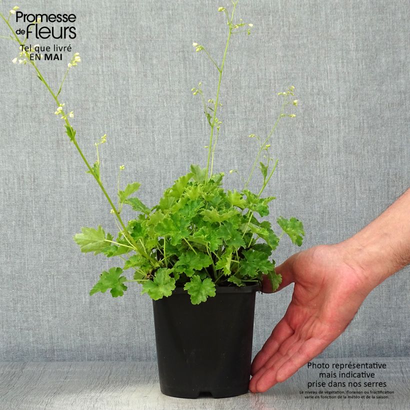 Heuchera Apple Crisp Maceta 1L/1,5L Ejemplar entregado en la primavera