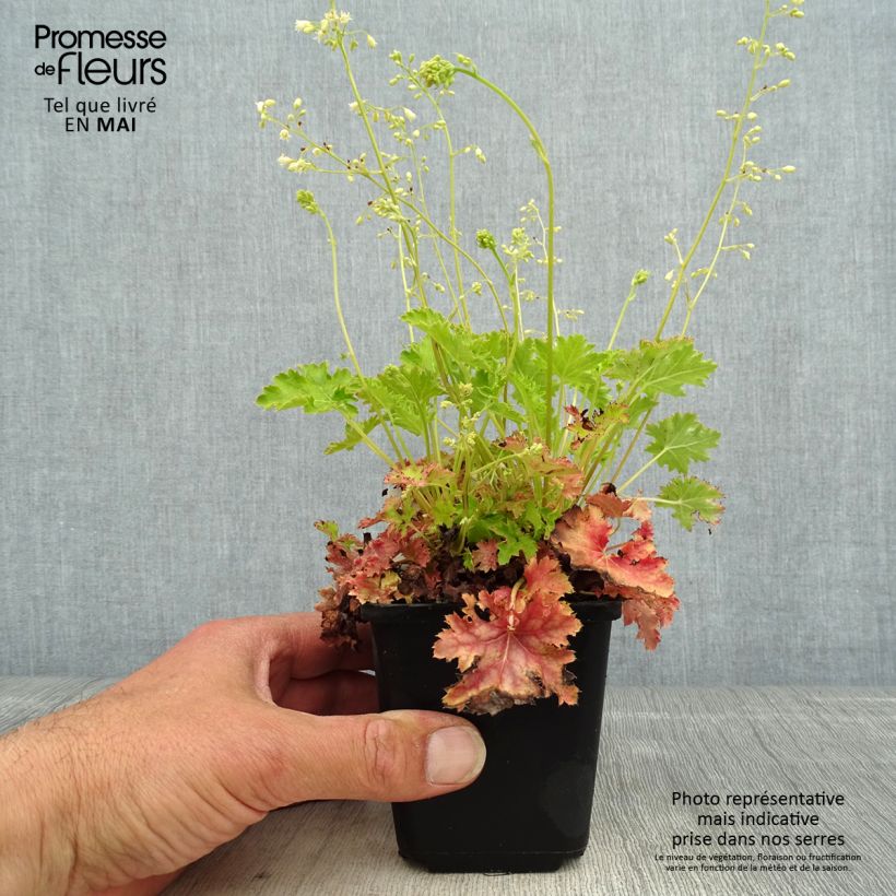 Heuchera Apple Crisp Maceta de 8/9 cm Ejemplar entregado en la primavera