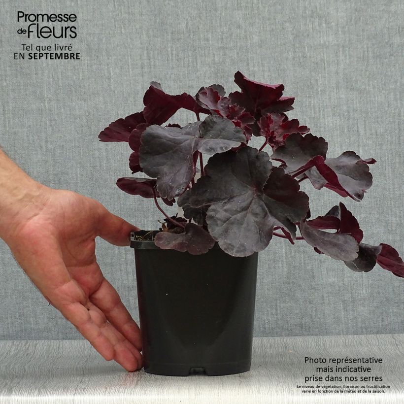 Ejemplar de Heuchera Black Forest Cake Maceta 1L/1,5L entregado en otoño