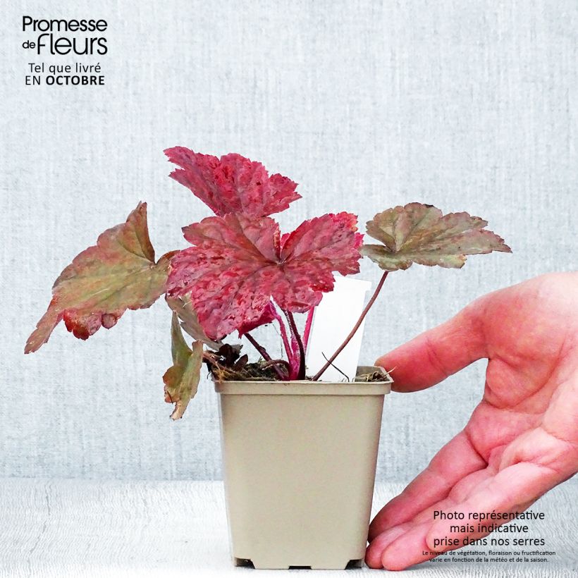 Ejemplar de Heuchera Bloody Dinosaur Maceta de 8/9 cm entregado en otoño