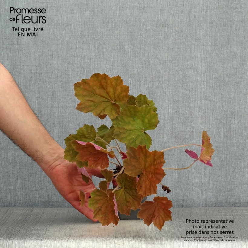 Heuchera Brownies Maceta de 8/9 cm Ejemplar entregado en la primavera