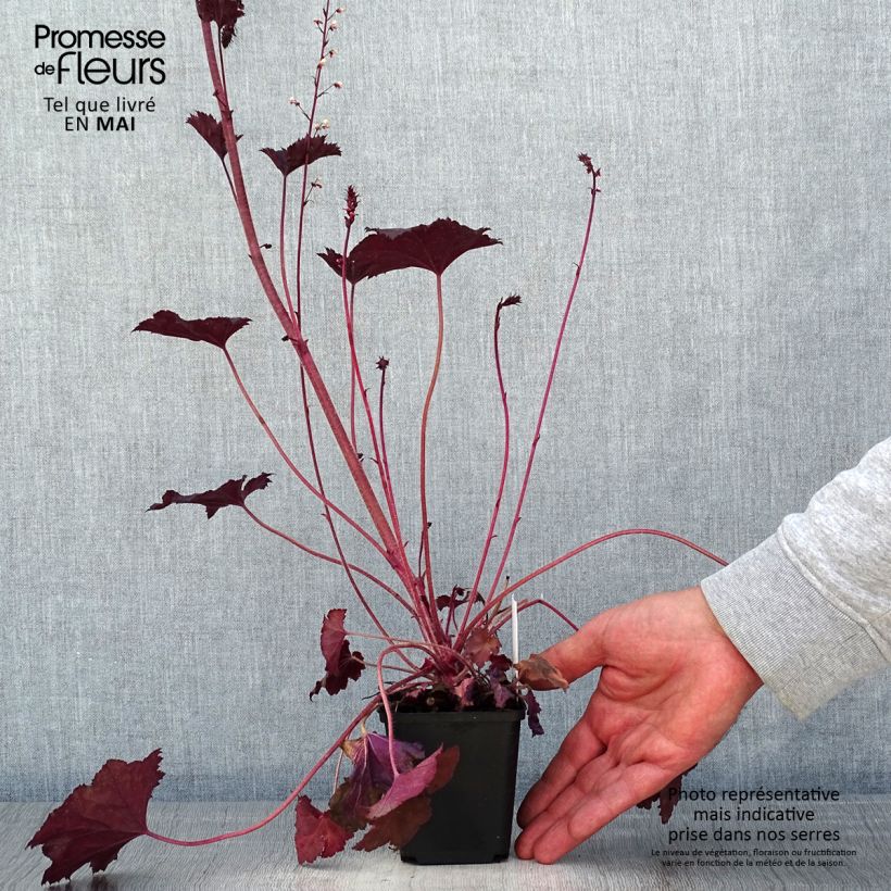 Heuchera Frosted Violet Maceta de 8/9 cm Ejemplar entregado en la primavera