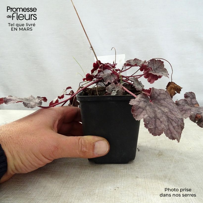 Heuchera Amethyst Myst Maceta de 8/9 cm Ejemplar entregado en la primavera