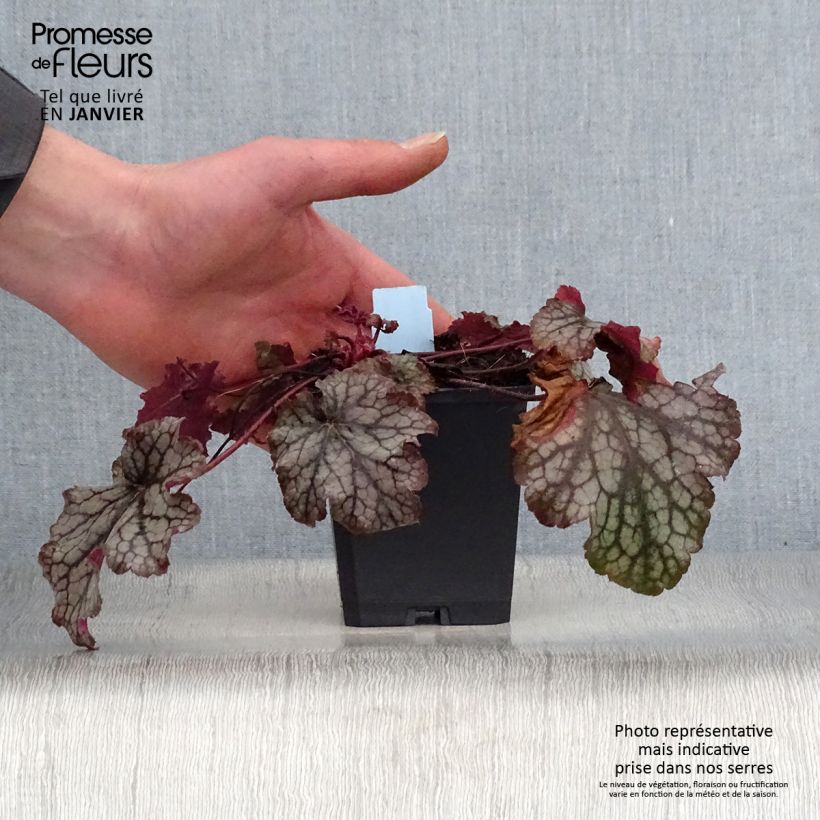 Heuchera Amethyst Myst Maceta de 8/9 cm Ejemplar entregado en invierno