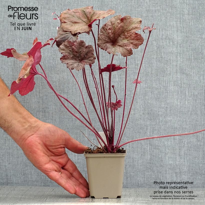 Ejemplar de Heuchera Beaujolais Maceta de 8/9 cm entregado en verano