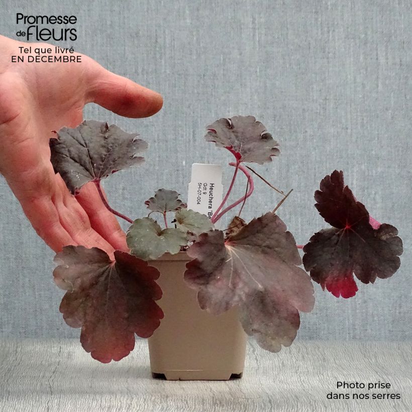 Heuchera Bella Notte Maceta de 8/9 cm Ejemplar entregado en invierno