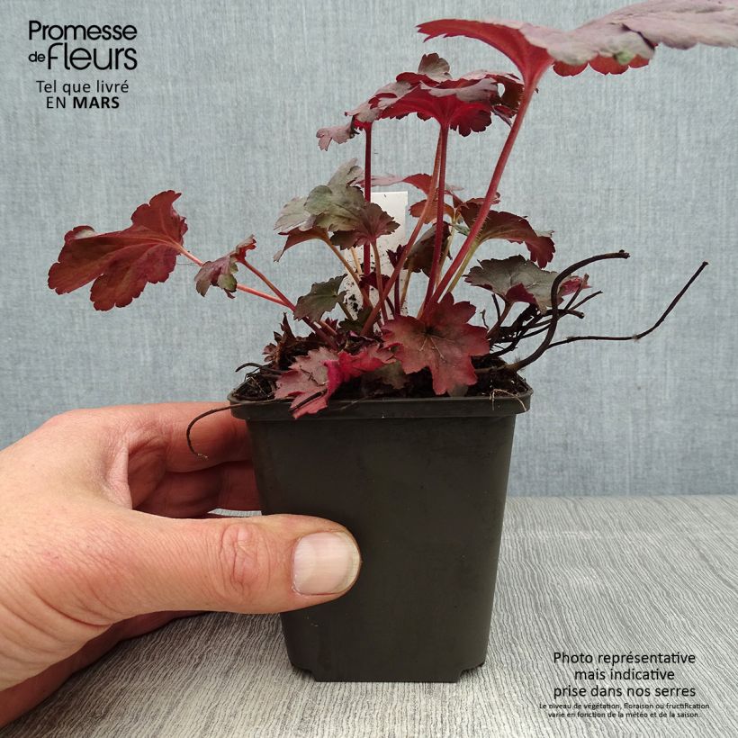 Heuchera Bella Notte Maceta de 8/9 cm Ejemplar entregado en la primavera
