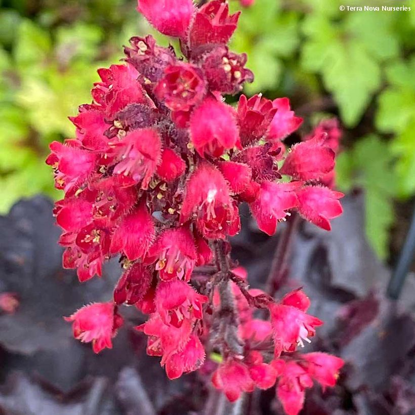Heuchera Black Forest Cake (Floración)