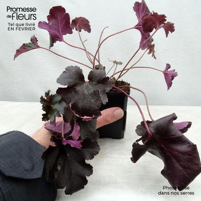 Heuchera Black Pearl Maceta de 8/9 cm Ejemplar entregado en invierno