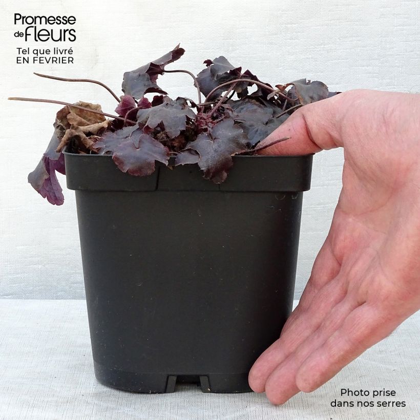 Heuchera Blackout Maceta 2L/3L Ejemplar entregado en invierno
