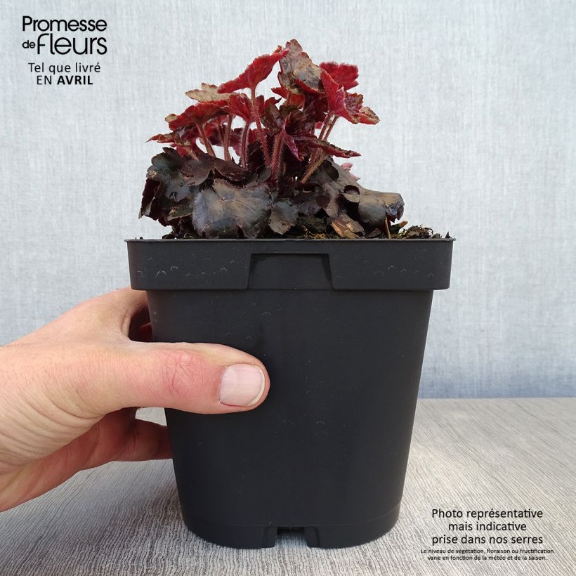 Heuchera Blackout Maceta 2L/3L Ejemplar entregado en la primavera