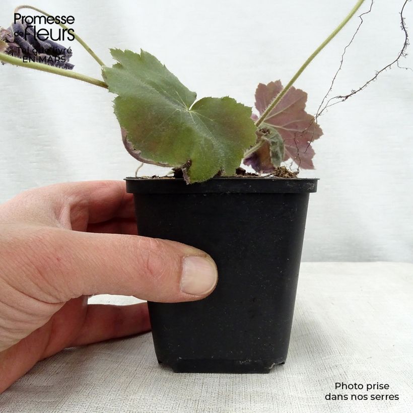 Heuchera villosa Bronze Beauty Maceta de 8/9 cm Ejemplar entregado en la primavera
