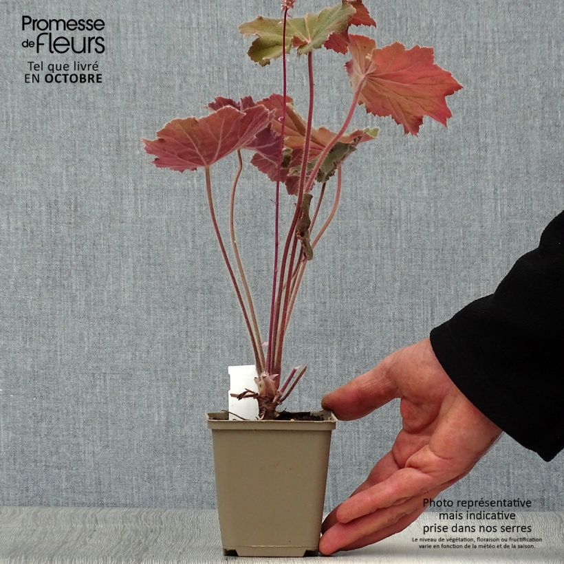 Ejemplar de Heuchera villosa Bronze Beauty Maceta de 8/9 cm entregado en otoño