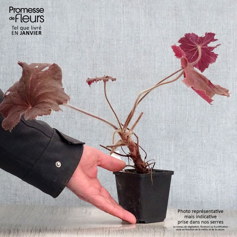 Heuchera villosa Bronze Beauty Maceta de 8/9 cm Ejemplar entregado en invierno