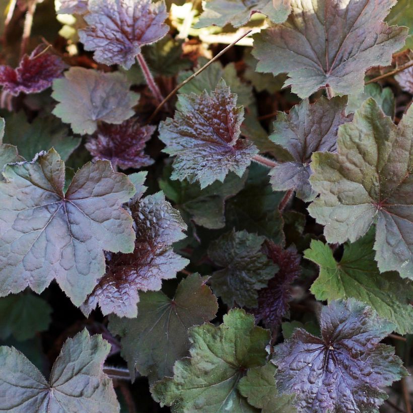 Heuchera Brownies (Follaje)