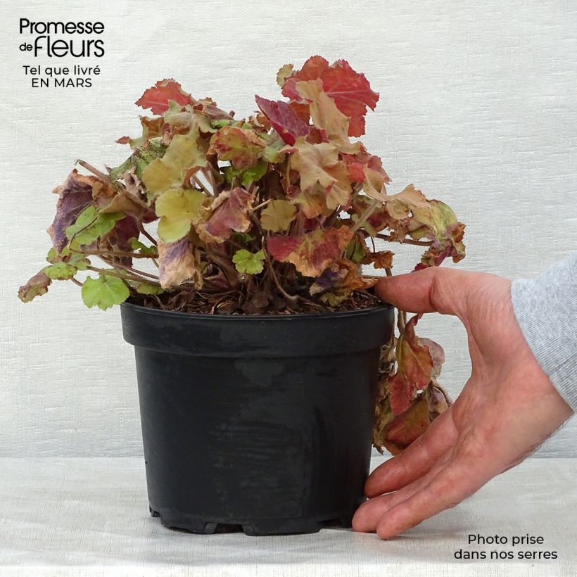 Heuchera Caramel Maceta 2L/3L Ejemplar entregado en la primavera