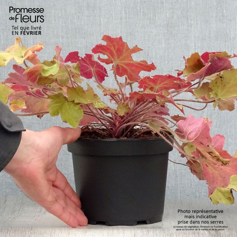 Heuchera Caramel Maceta 2L/3L Ejemplar entregado en invierno