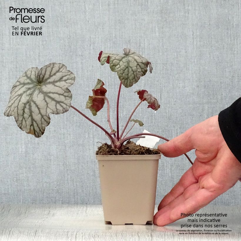 Heuchera Cascade Dawn Maceta de 8/9 cm Ejemplar entregado en invierno