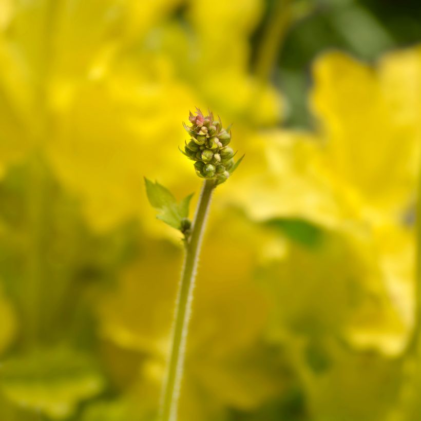 Heuchera Electric Lime (Floración)