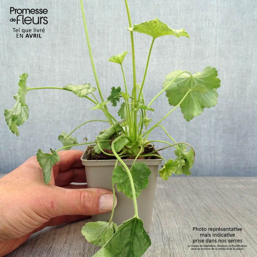 Heuchera Flower Power Maceta de 8/9 cm Ejemplar entregado en la primavera