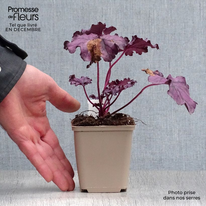 Heuchera Forever Purple Maceta de 8/9 cm Ejemplar entregado en invierno