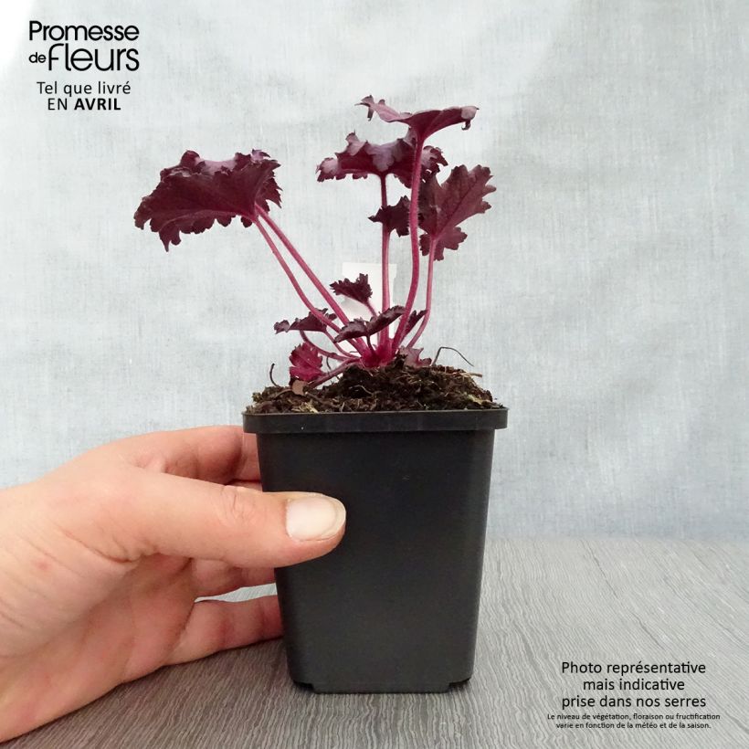 Heuchera Forever Purple Maceta de 8/9 cm Ejemplar entregado en la primavera