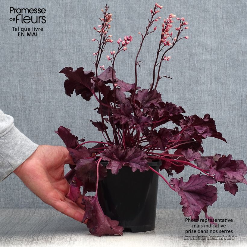 Heuchera Forever Purple Maceta 1,5L/2L Ejemplar entregado en la primavera