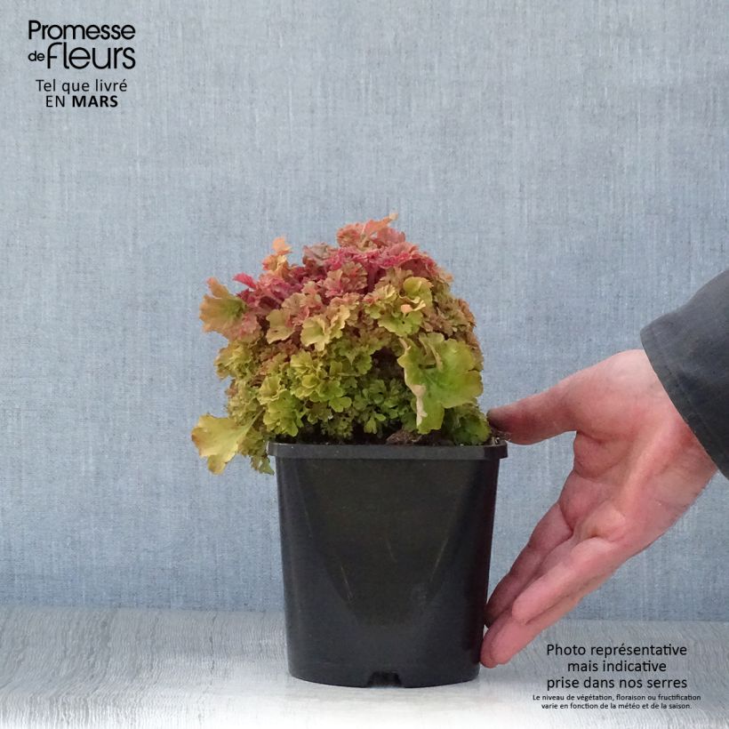 Heuchera Frilly Maceta 1,5L/2L Ejemplar entregado en la primavera