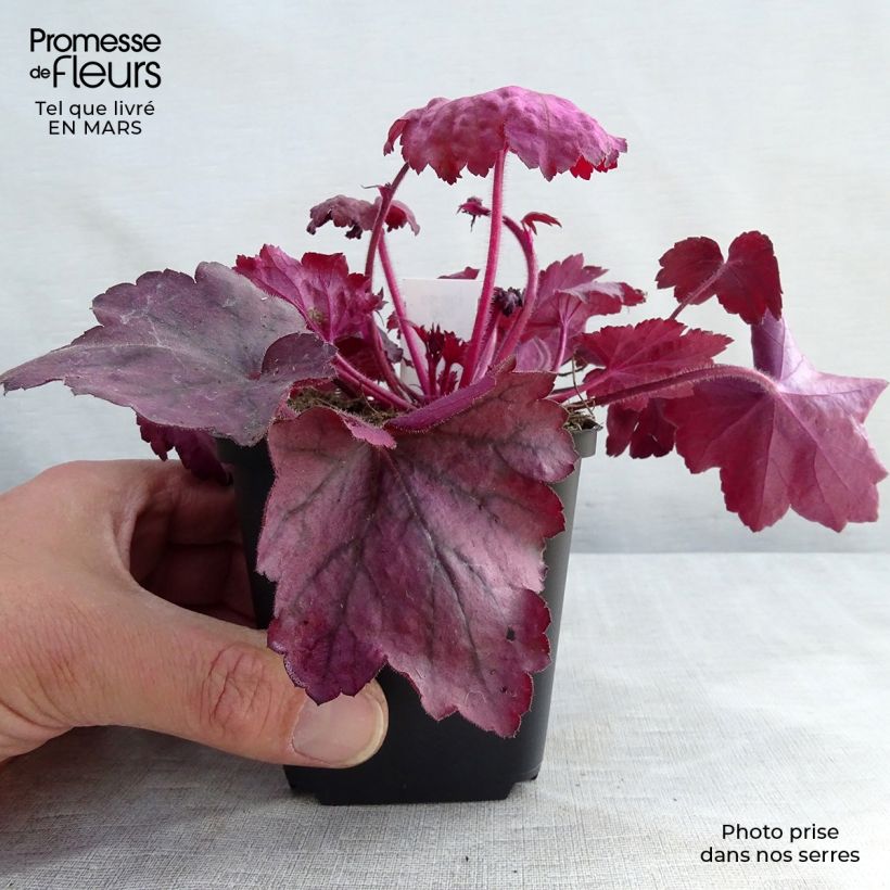 Heuchera Georgia Plum Maceta de 8/9 cm Ejemplar entregado en invierno