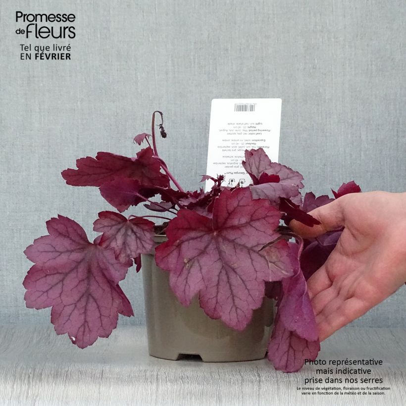 Heuchera Georgia Plum Maceta 2L/3L Ejemplar entregado en invierno