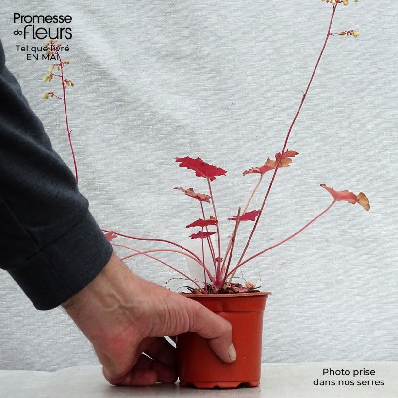 Heuchera Ginger Ale Maceta de 8/9 cm Ejemplar entregado en la primavera