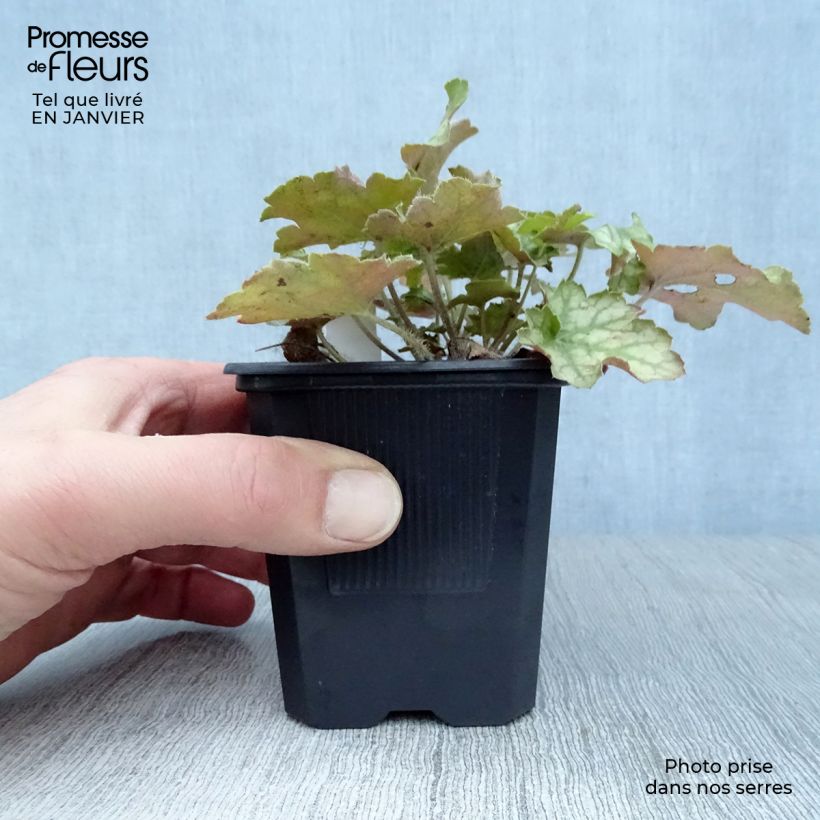 Heuchera Ginger Ale Maceta de 8/9 cm Ejemplar entregado en invierno