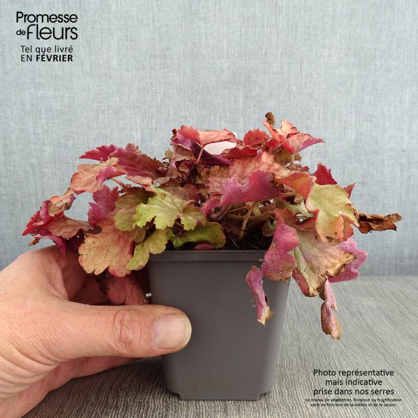 Heuchera Ginger Peach Maceta de 8/9 cm Ejemplar entregado en invierno