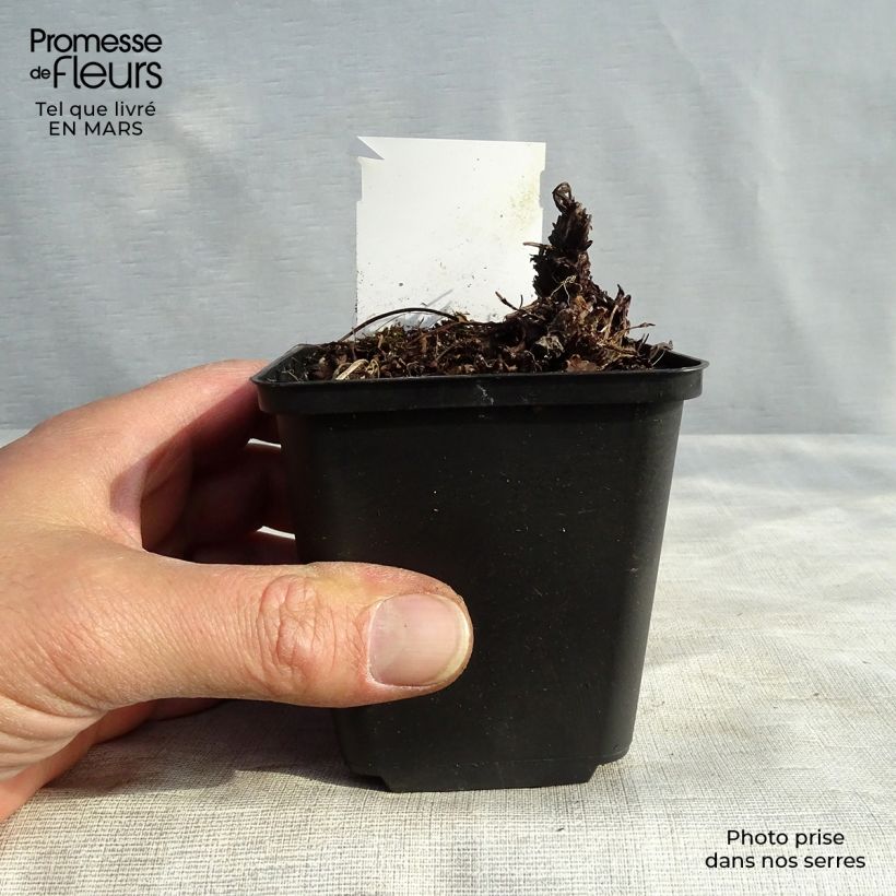 Heuchera Green Ivory Maceta de 8/9 cm Ejemplar entregado en la primavera