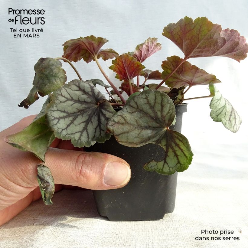 Heuchera Green Spice Maceta de 8/9 cm Ejemplar entregado en invierno