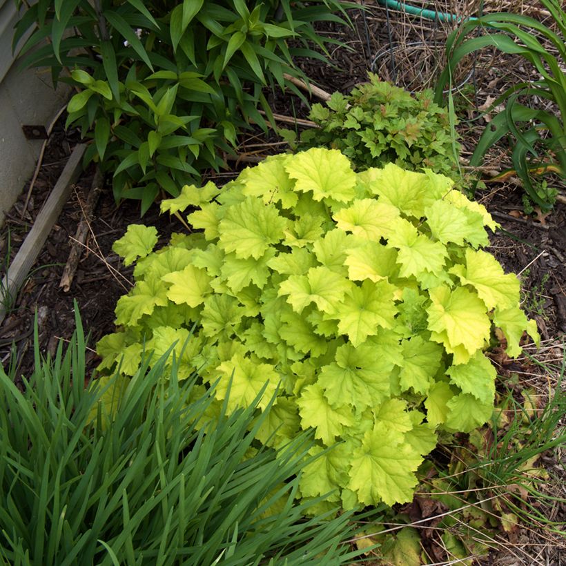 Heuchera Guacamole (Porte)